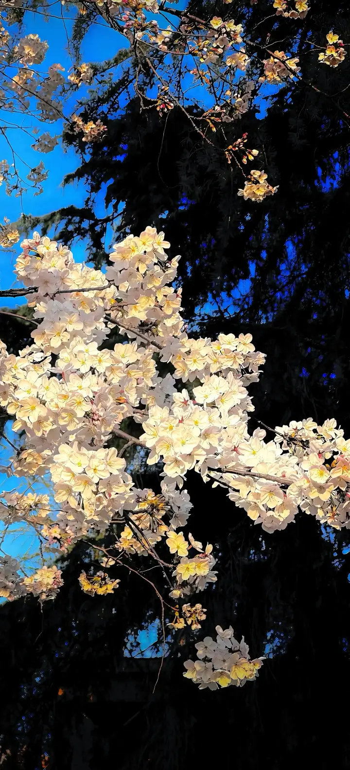 春季-樱花-樱花盛开预览图