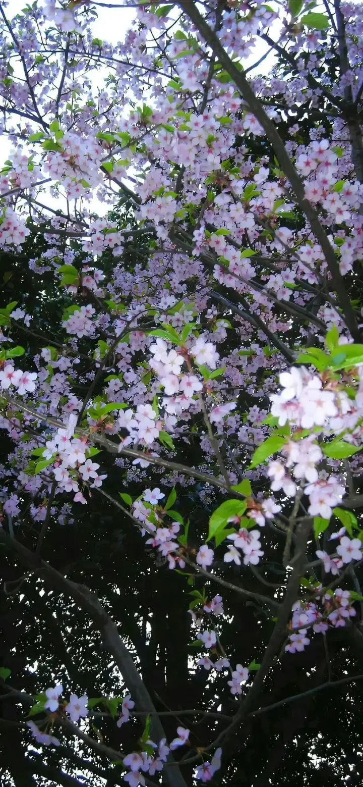 春天-树枝-樱花预览图
