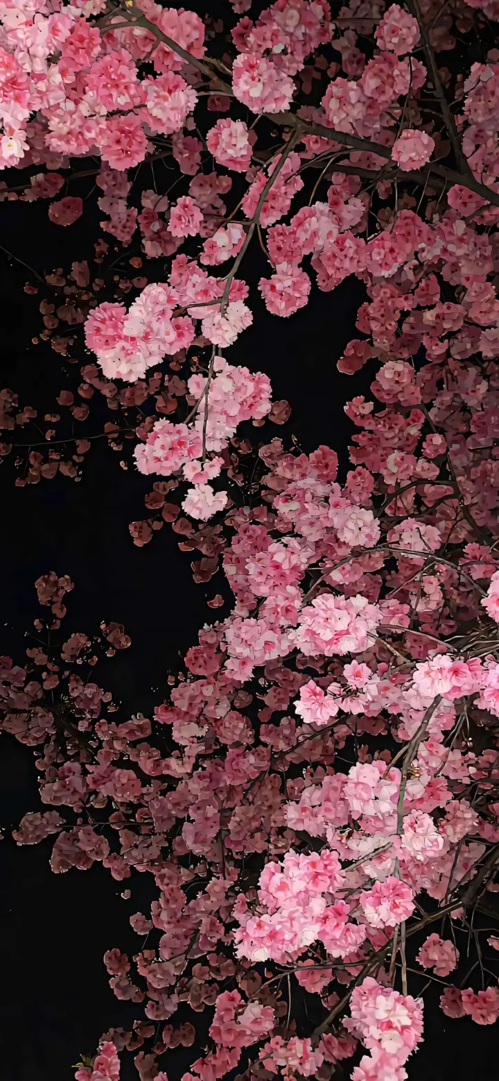 夜樱-樱花-樱花树预览图